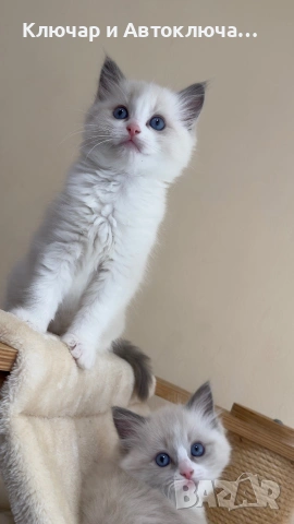 Регдол чистокръвни котета / Ragdoll, снимка 6 - Други - 55252802