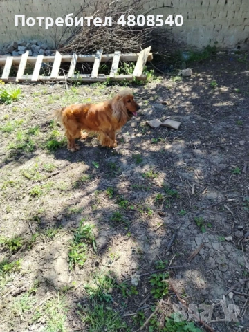  За разплод , снимка 2 - Кокер шпаньол - 54320089