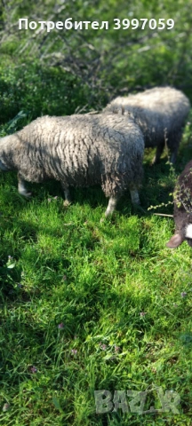 продавам 3 броя мъжки шилета, снимка 4 - Овце - 54127212