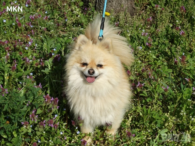 Померан женска, снимка 4 - Померан - 54503893