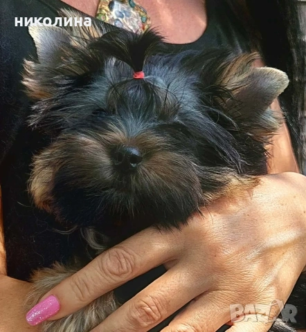 продавам йоркширски териер , снимка 8 - Йоркширски териер - 54892523