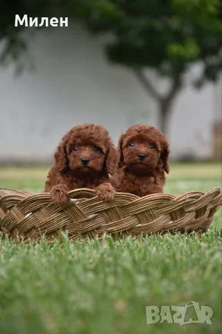 Той пудел Toy poodle, снимка 12 - Пудели - 55006000