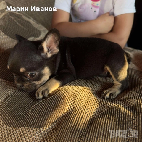 Френско булдоче момиче, снимка 5 - Френски булдог - 55244101