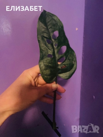Monstera резник