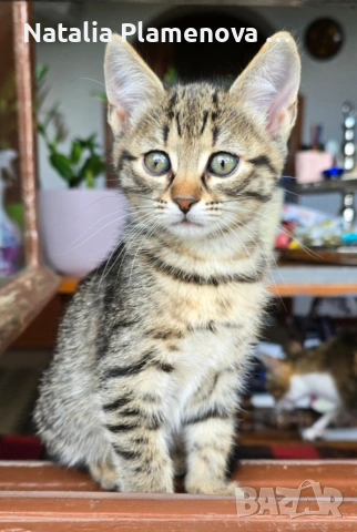 Супер котета!!!