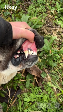 Мъжки Вълкодав, снимка 2 - Кавказка овчарка - 54184617