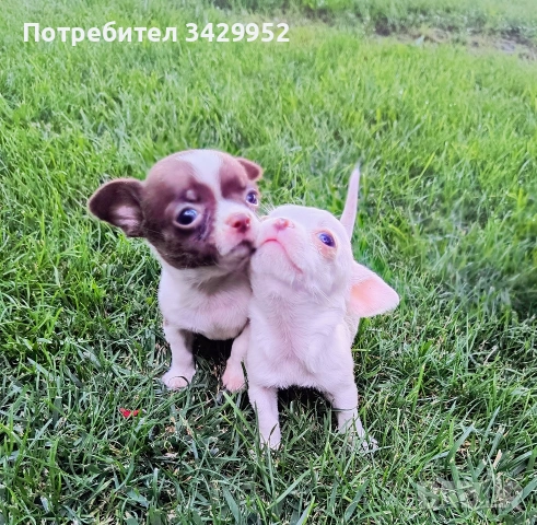 Момиче чихуахуа , снимка 4 - Чихуахуа - 54991448
