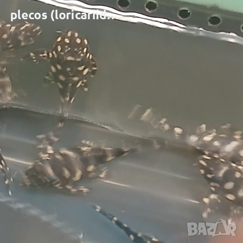 Hipancistrus Contradens, снимка 3 - Рибки - 54854527