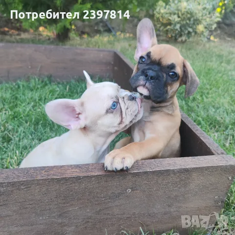 Френски булдог Женски , снимка 8 - Френски булдог - 55008762
