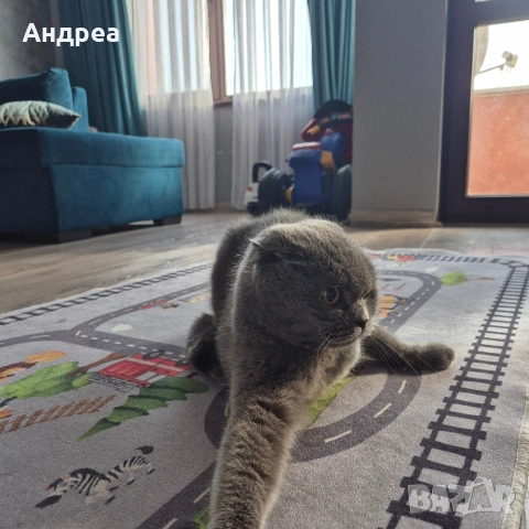 котка шотландска клепоуха , снимка 2 - Британска късокосместа - 55248196