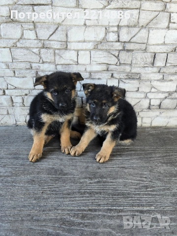 Немски овчарки , снимка 5 - Немска овчарка - 40188254