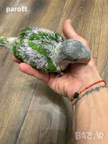 Ръчно хранен Голям Александър, снимка 7 - Папагали - 54097274