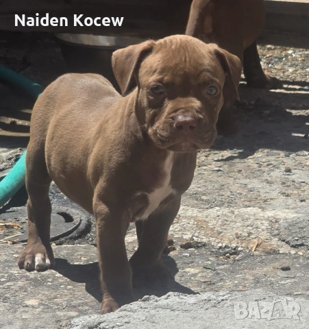 Pitbull red nos