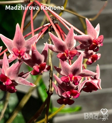 Хоя. Piestolepis NS-092 