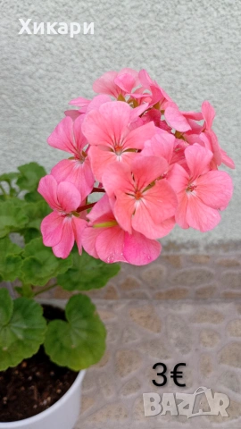 Зонални мушката два цвята, снимка 5 - Стайни растения - 55280873