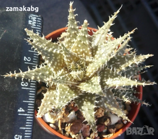 Алое хавортиоидес (Aloe descoingsii x haworthioides (pepe))