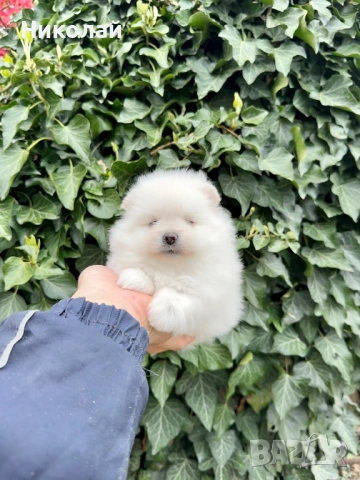 Померан мини момиче. Померанче, снимка 3 - Померан - 54216080