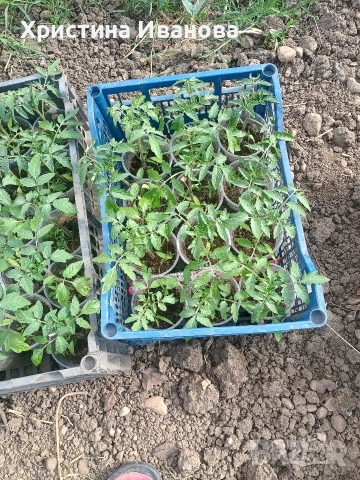 Продавам разсад домати., снимка 5 - Разсади - 54317797
