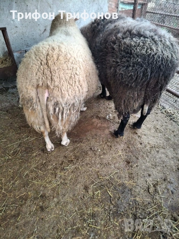 ПРОДАВАМ КОЧОВЕ - ФРЕЗИЕЦ, снимка 3 - Овце - 54120303