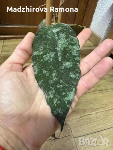 Hoya Хоя Caudata Green Borneo , снимка 3 - Стайни растения - 54920309