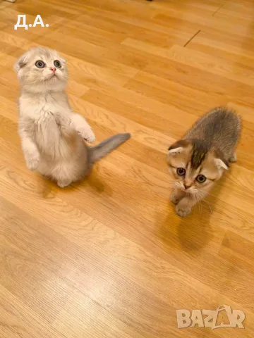 🐾 Чистокръвни котенца Scottish Fold – Golden & Silver 🐾