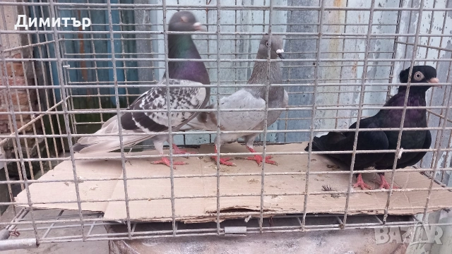 Продавам гълъби Типлери 