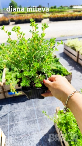 Потентила, Potentilla fruticosa 'Daydawn', студоустойчива и многогодишна, снимка 15 - Градински цветя и растения - 54795646
