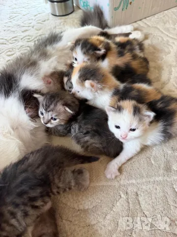 Домашни Котенца с Хигиенни Навици и Доставка до Вашия Град, снимка 9 - Ангорски - 49781355