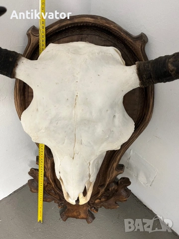 Трофей от бизон с дърворезбована поставка, снимка 8 - Декорация за дома - 54346300