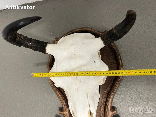 Трофей от бизон с дърворезбована поставка, снимка 4 - Декорация за дома - 54346300