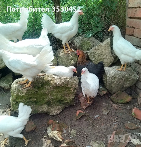 Продавам ярки легхорни , снимка 3 - Кокошки и пуйки - 54351386