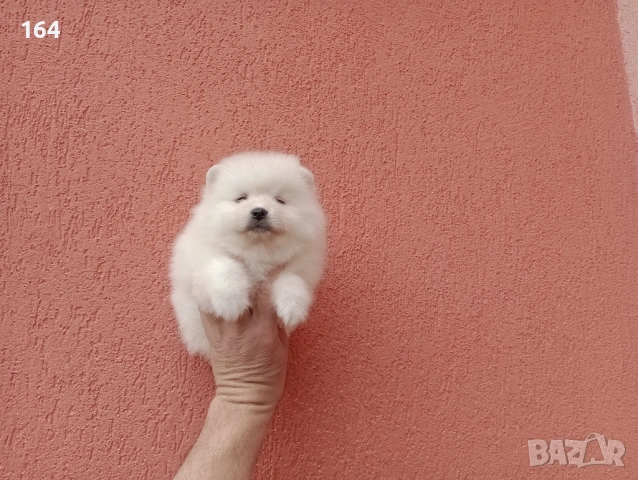 Различни възрасти! Бели Померани. Реални снимки! , снимка 5 - Померан - 54121869