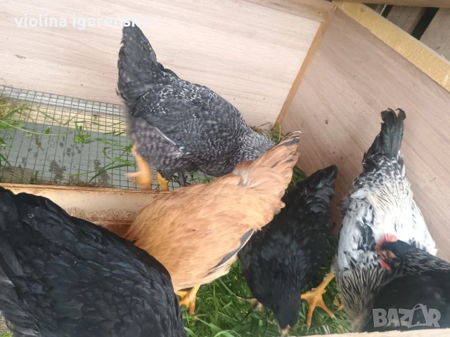 ярки и пилета , снимка 3 - Кокошки и пуйки - 54261403
