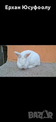 Декоративни зайчета, снимка 2 - Декоративни зайчета - 54116375