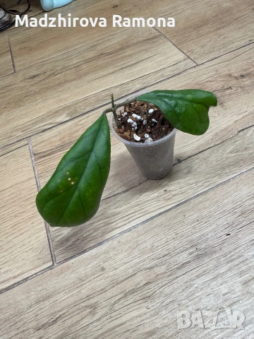 Hoya Хоя CV.Viola , снимка 2 - Стайни растения - 54920326