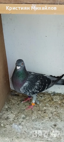 Пощенски гълъби - двойка