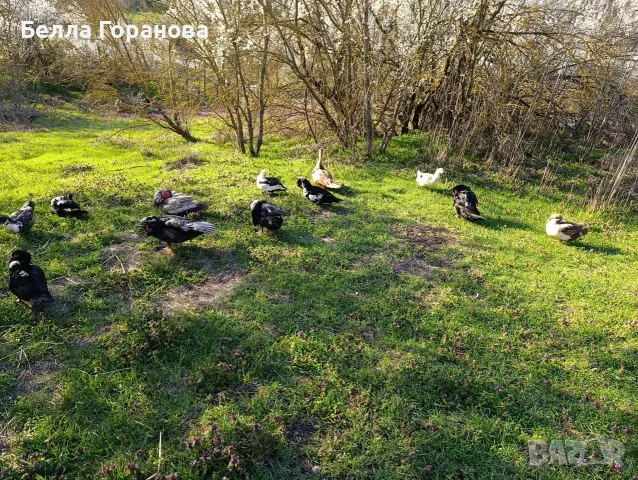 Продавам юрдеци