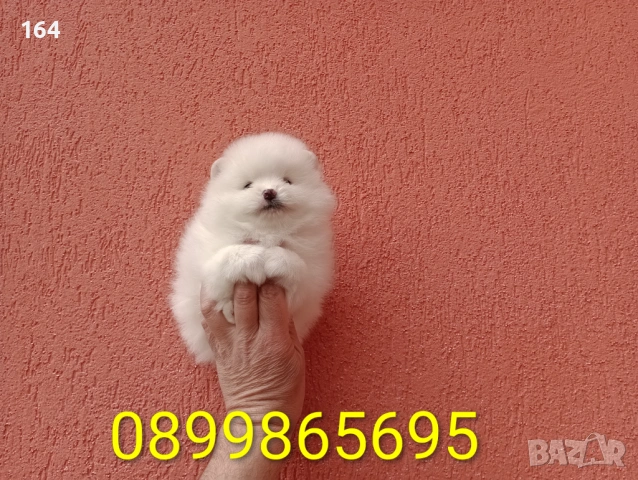 Померани. Реални снимки от 29.03.26 г., снимка 8 - Померан - 54010634