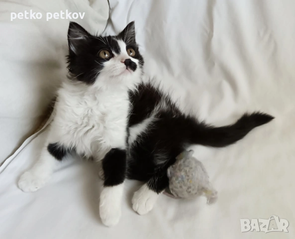 Подарявам малко котенце на 3 месеца