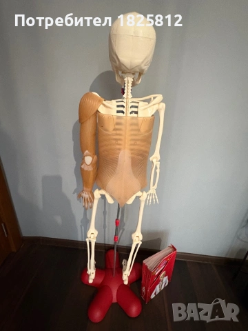 АНАТОМИЧЕН МОДЕЛ НА ЧОВЕШКО ТЯЛО, снимка 4 - Други игри и конзоли - 54199808