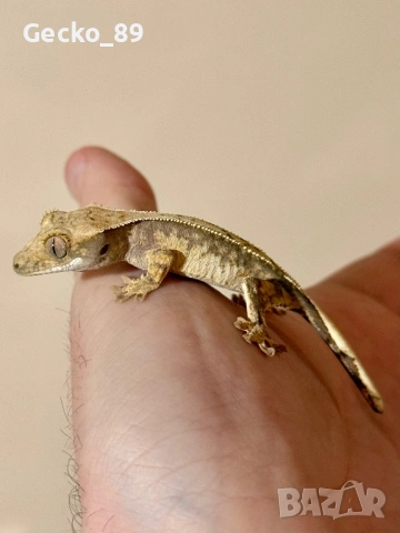 Ресничест гекон (Correlophus Ciliatus)