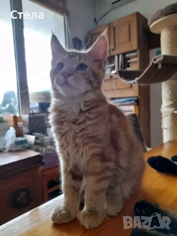 Предлагаме котенца Мейн Куун , снимка 3 - Мейн кун - 54138705