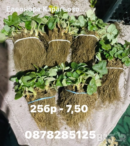 Разсад ягоди и малини