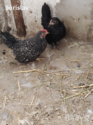 Продавам чифт шабо