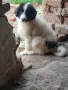 Българско овчарско куче, снимка 4