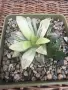 Рядка Вариегатна Хавортия (Haworthia retusa f. variegata) – Колекционерска, снимка 2