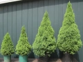 Мини Смърч Коника (Picea glauca 'Conica'), снимка 2