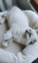Ragdoll рагдол/регдол  котe , снимка 6