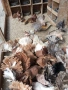 Продават се палунести гълъби!!!, снимка 7