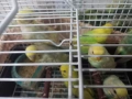 Продавам вълнисти папагали, снимка 12